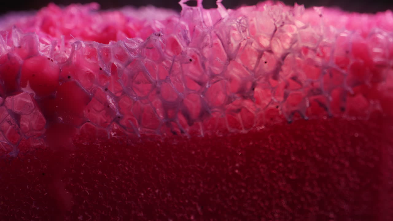 Close-up view of a vibrant pink and purple sponge