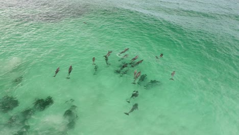 Delfines-Jugando-En-El-Agua-Cerca-De-Una-Playa-Rocosa-En-El-Sur-De-Australia