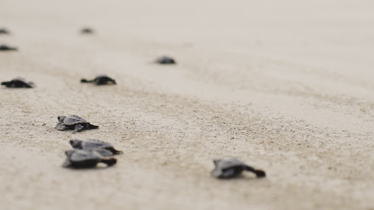 group of sea baby turtle crossing the beach reaching the ocean water