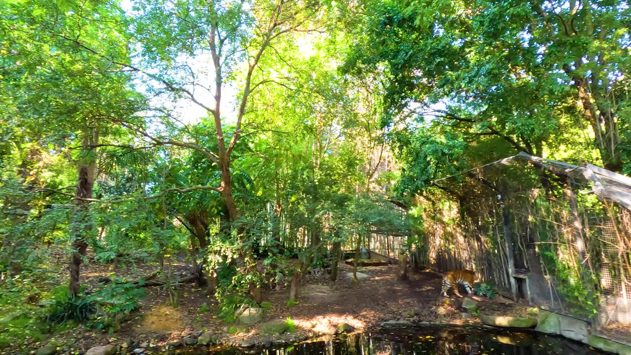 오스트레일리아 멜버른 동물원 에 있는 호랑이 들 의 울창 한 정글 서식지