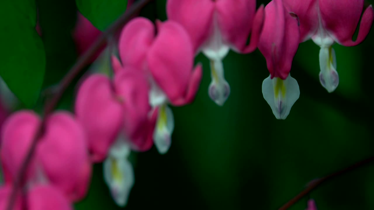 corazón sangrante del pacífico o salvaje, dicentra formosa