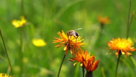 Almwiese.-Wespe-Sammelt-Nektar-Aus-Der-Blüte-Crepis-Alpina.