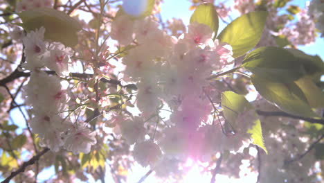 Backlit-spring-cherry-blossom-in-a-London-park,-from-below