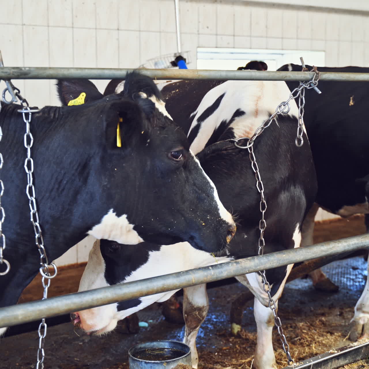Black and white cows inside the dairy farm. Row of cows standing in the cowshed and female worker looks after animals.