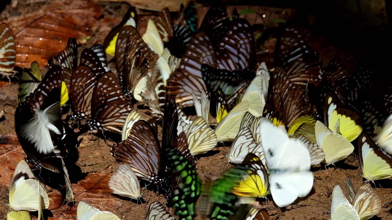 Farfalla Tigre Vitrea Blu Scuro sotto il sole del mattino con altre farfalle gialle, Ideopsis vulgaris macrina, Parco Nazionale di Kaeng Krachan, Thailandia