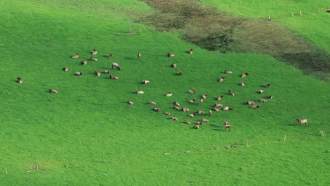 Static-aerial-drone-shot-of-a-elk-herd-in-a-green-field-grazing