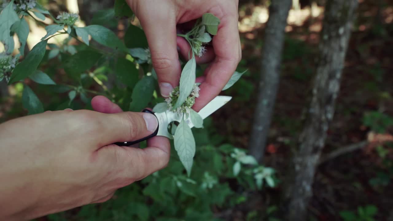 manos buscando menta salvaje de montaña con un cuchillo en el bosque