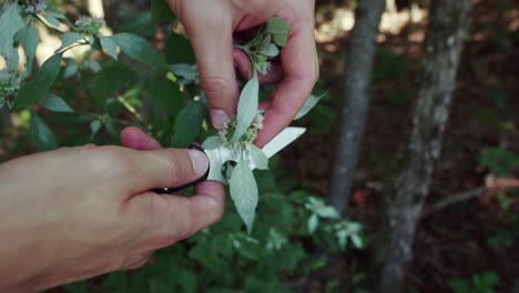 Hände,-Die-Mit-Einem-Messer-Im-Wald-Nach-Wilder-Bergminze-Suchen