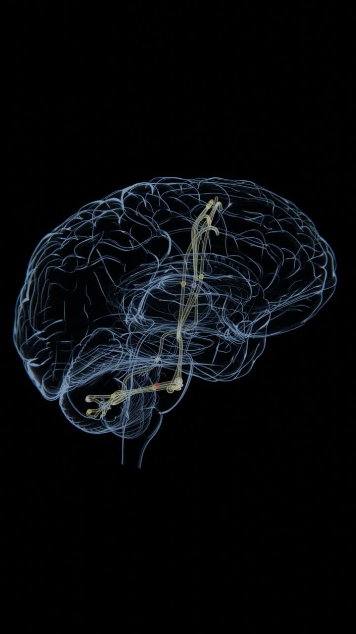 corticopontocerebellar (CPC) pathway visualization video in vertical | Xray video of corticopontocerebellar (CPC) pathway in 4K