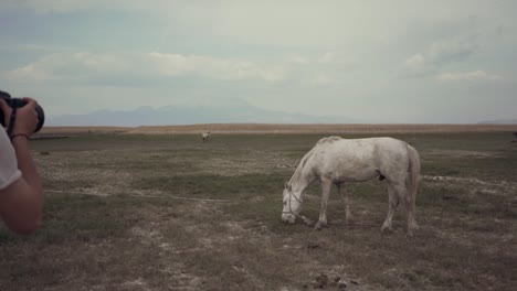 Fotógrafo-Tomando-Una-Foto-De-Un-Caballo