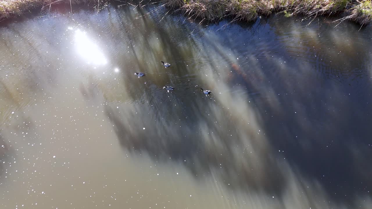 A duck glides across a reflective pond under bright sunlight, with shimmering water and tree shadows, captured in a tranquil outdoor setting