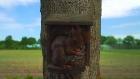 Ardilla-Tomando-Una-Nuez-De-La-Casa-De-Roedores-En-Un-árbol-En-El-Campo-Holandés