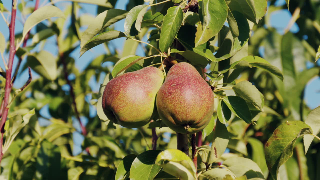 Close up of pears growing on a tree in sunlight