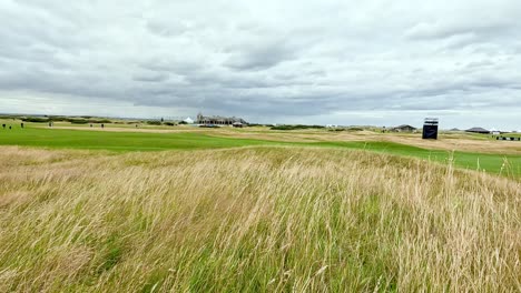 tall grass swaying on st andrews golf course