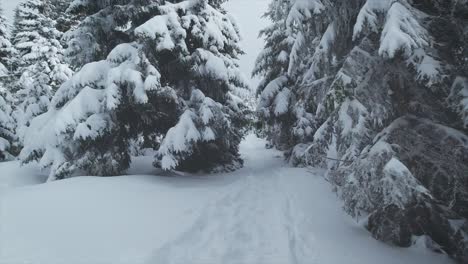 hiking during winter time through a pine forest, everything is covered in snow