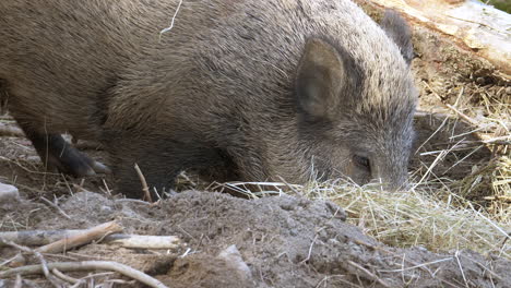 slow motion shot of wild adult boar foraging hay for food in wilderness,close up