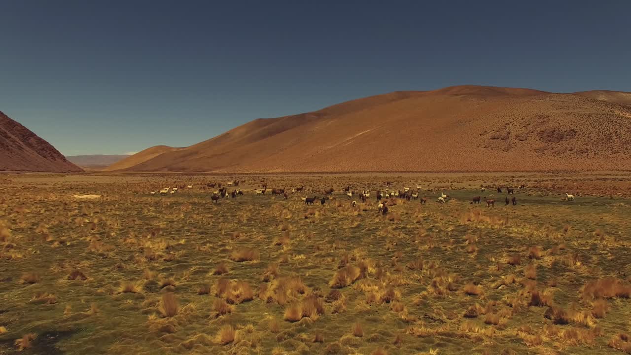 Argentina landscape with herd of lamas, aerial view