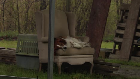 a hunting dog snoozing on a chair in the back yard