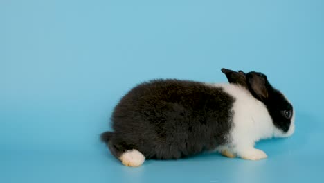 little adorable black and white bunny rabbit walk from left to right side on blue screen background