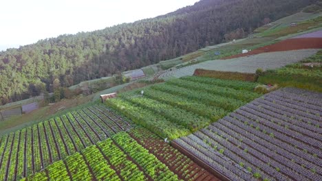 Toma-Aérea-De-Aves-Que-Muestra-A-Un-Trabajador-Agrícola-Asiático-Cosechando-Semillas-En-Una-Plantación-De-Hortalizas-En-La-Ladera-De-La-Montaña.