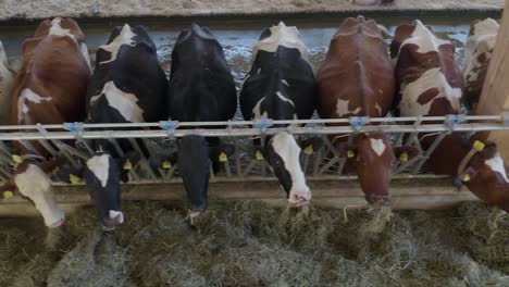 Vista-Aérea-De-Vacas-En-Una-Granja-Comiendo-Heno