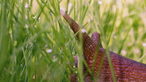 snail in dewy grass