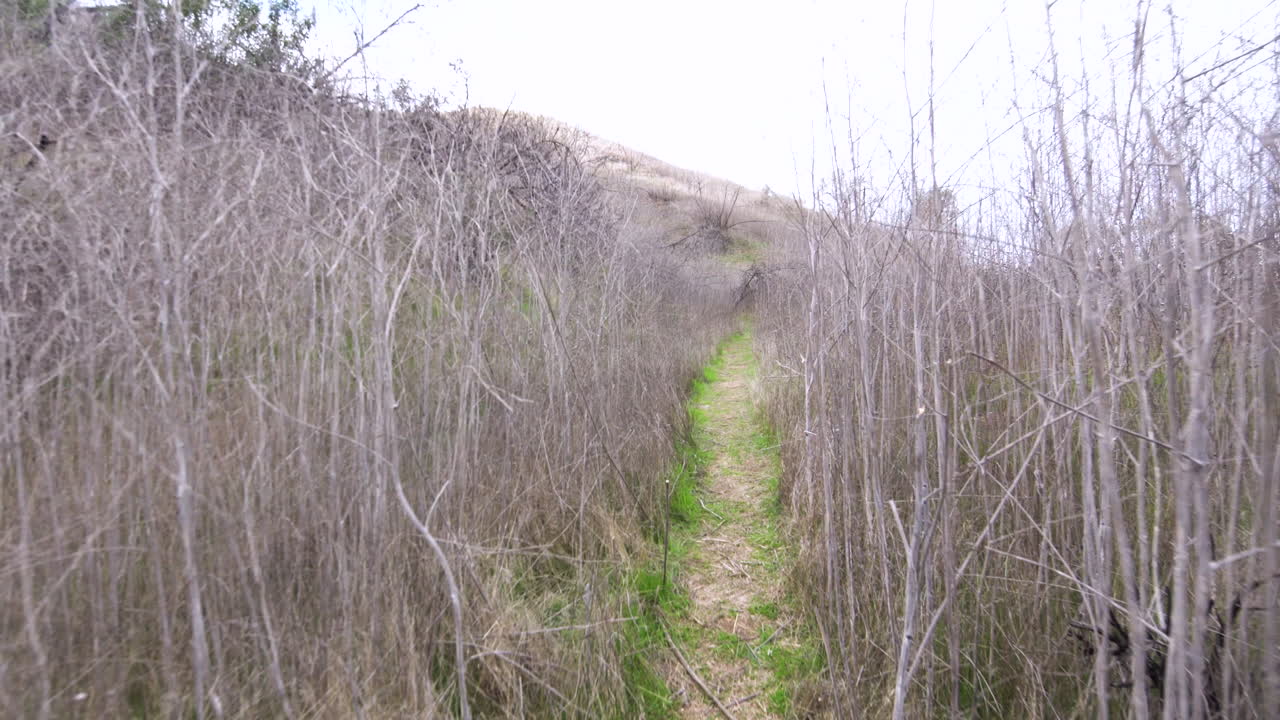 공원의 크고 오래된 덤불 사이를 천천히 걷고 있다