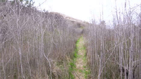 slowly walking through the tall old bushes in the park