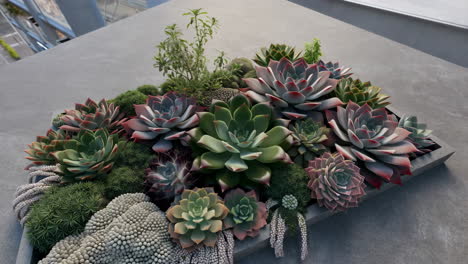 a collection of succulents in a large concrete planter