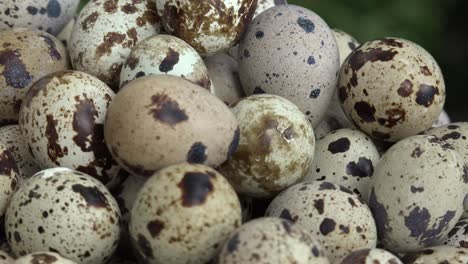 los huevos de codorniz se consideran un manjar en muchas partes del mundo, incluidos asia, europa y américa del norte