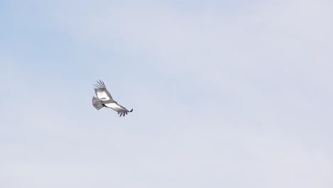 adult andean condor in flight showing white back feathers, slowmotion