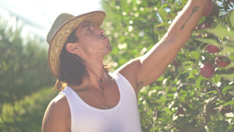 man harvesting apples in an orchard