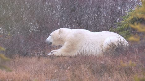 la nieve en cámara lenta y el oso polar esperan que el invierno se congele entre los matorrales y árboles subárticos de churchill, manitoba.