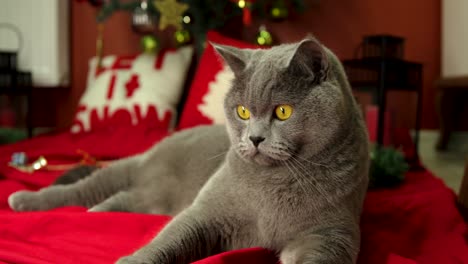 gray fluffy british shorthair cat is lying on the red cover in front of the christmas tree