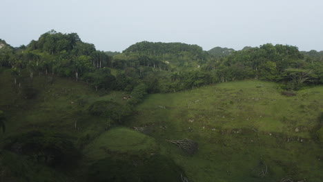 Aerial-drone-shot-over-green-and-lush-farmland-of-central-Dominican-Republic