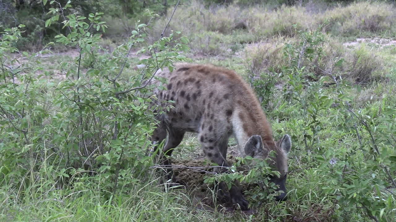 Primo piano di una iena in agguato sui leoni presso una carcassa in un parco faunistico africano.