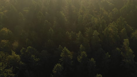 Vista-Aérea-De-Drones-Del-Bosque-Temprano-En-La-Mañana