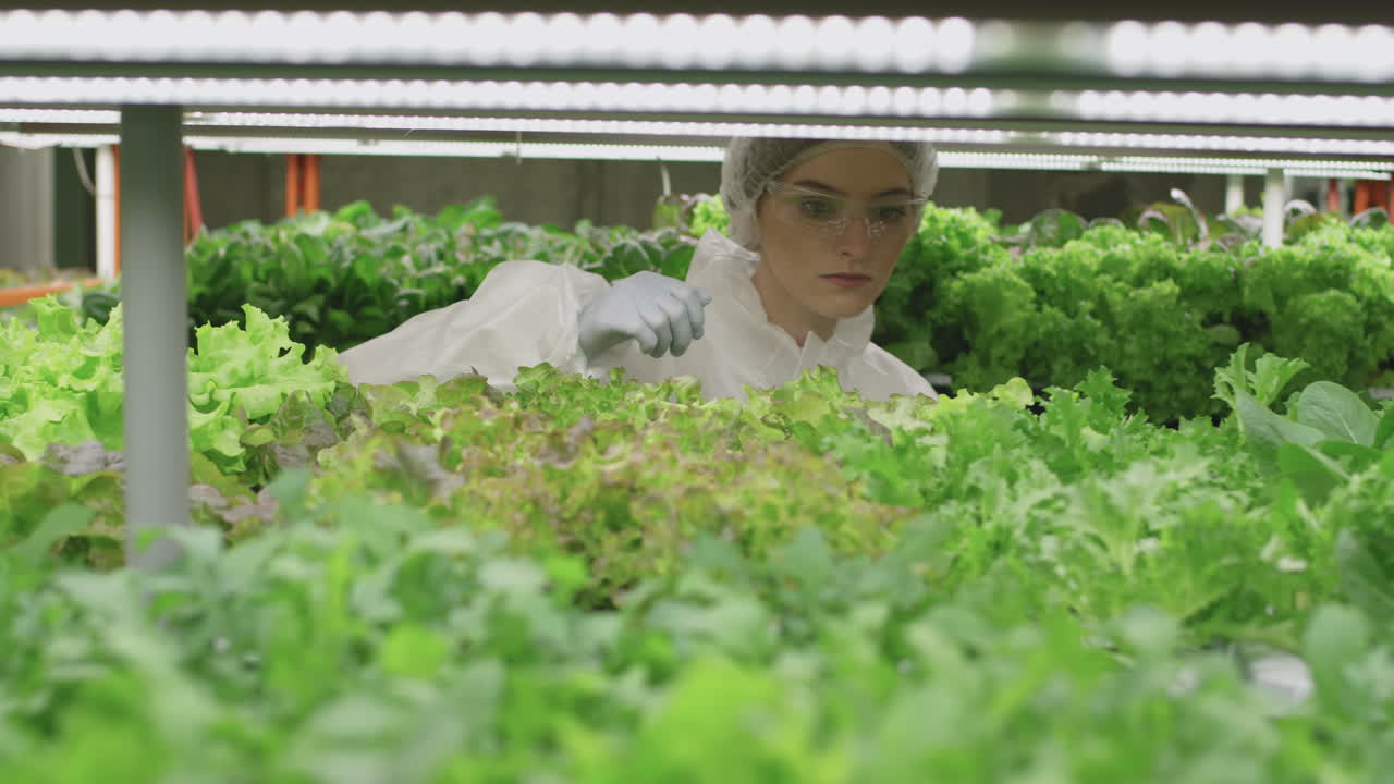 Agronomic Engineer Walking Along Vertical Farm