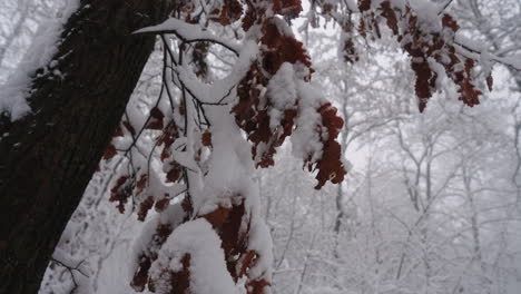tree in winter, snow in holiday, winter forest