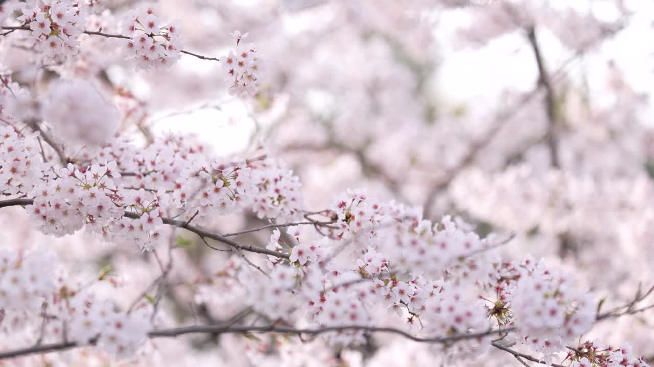 los cerezos en plena floración