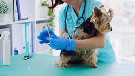 veterinario haciendo una inyección al perro yorkshire terrier