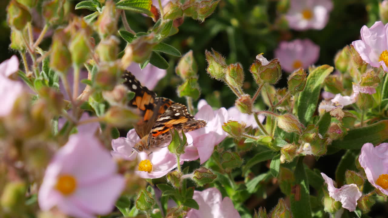 Close up of a painted lady butterfly insect feeding on nectar and collecting pollen on a flower in spring