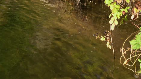 Gerridae-Käfer,-Die-Auf-Der-Wasseroberfläche-Des-Teichs-In-Der-Nähe-Des-Ufers-Schwimmen