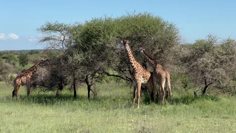 two young male masai giraffes (giraffa tippelskirchi) learning how to fight each other in serengeti national park, tanzania.