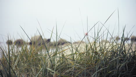 Dünengras-An-Der-Ostsee-Mit-Strand,-Steinen-Und-Wasser-Im-Hintergrund