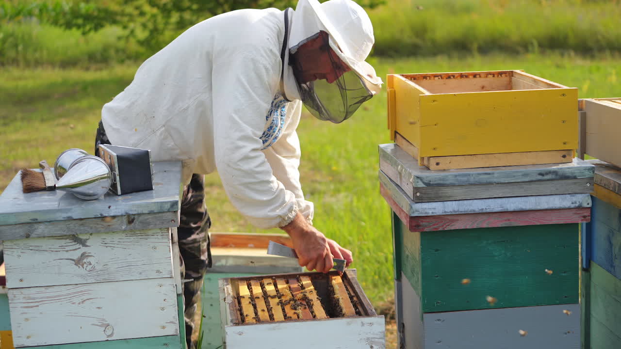 Beekeeper working in his apiary. Frames of a bee hive