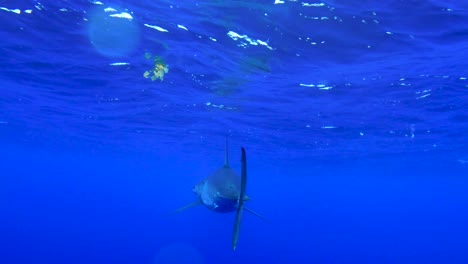 gran tiburón mako visto cazando cerca de san clemente en el condado de orange, california