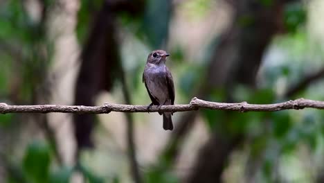 The-Asian-Brown-Flycatcher-is-a-small-passerine-bird-breeding-in-Japan,-Himalayas,-and-Siberia