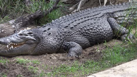 large salt water crocodile in captivity