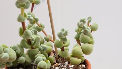 Crassula-Plegmatoides-Suculenta